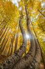 USA, Colorado, Uncompahgre National Forest. Curved aspen trees in autumn at sunrise. Art Print